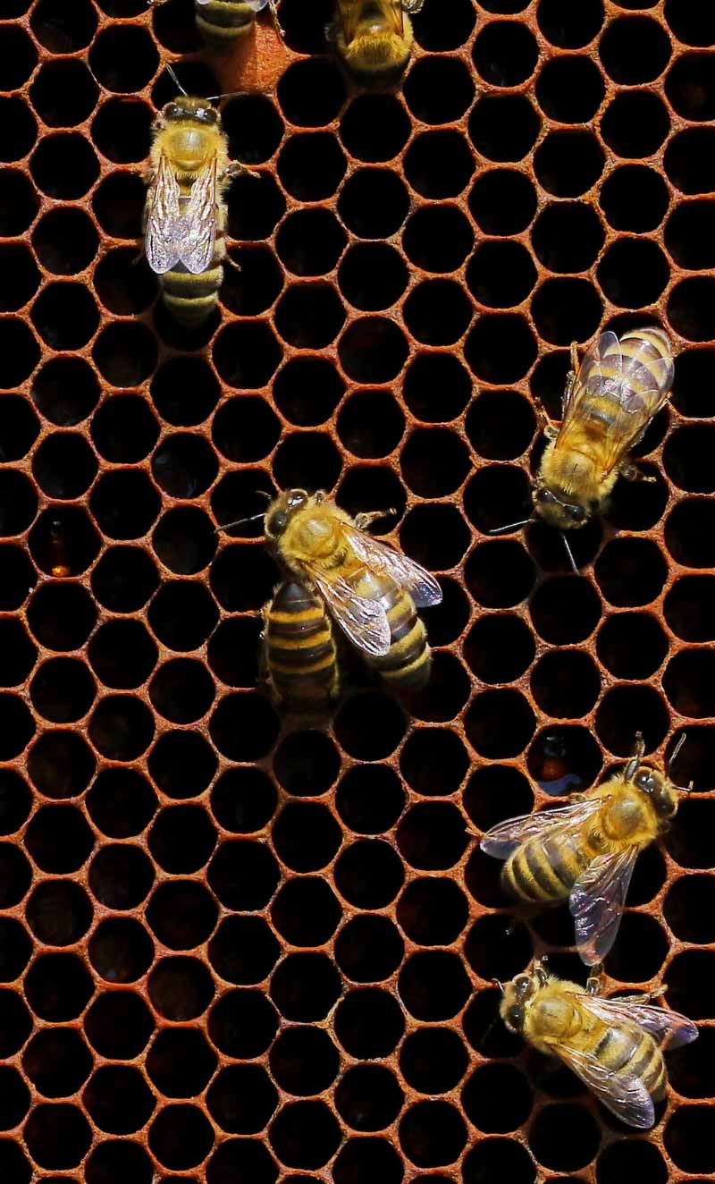 Bee removal work from All Bees Removal